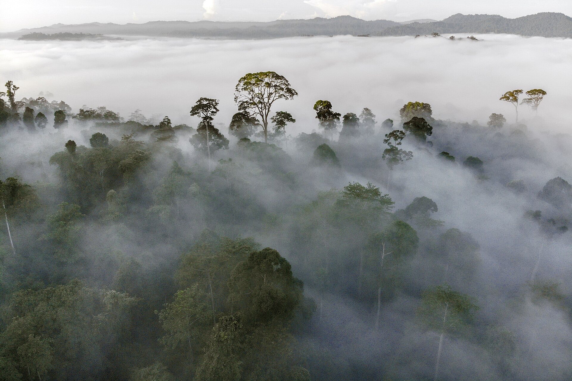 Morning mist rising over the rainforest canopy of Danum Valley