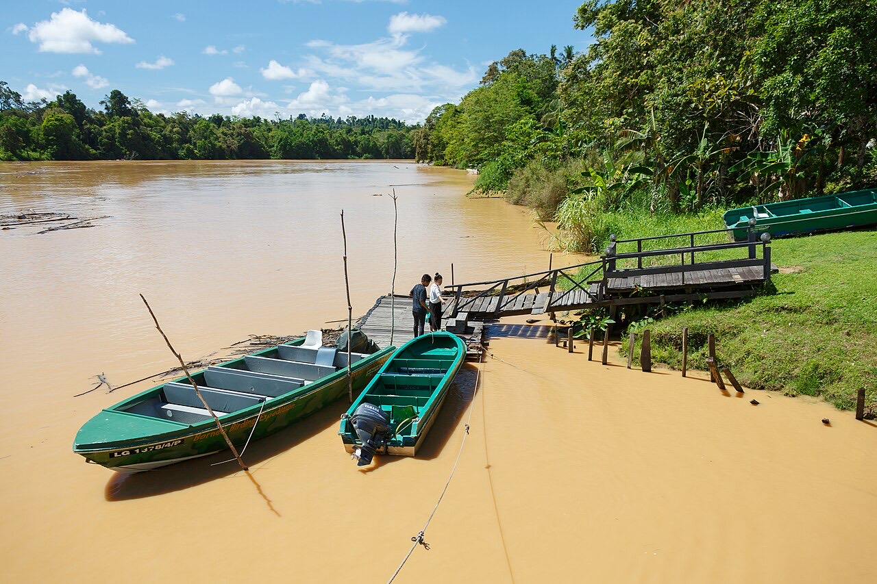 Wide brown Kinabatangan River lined with rainforest at Sukau