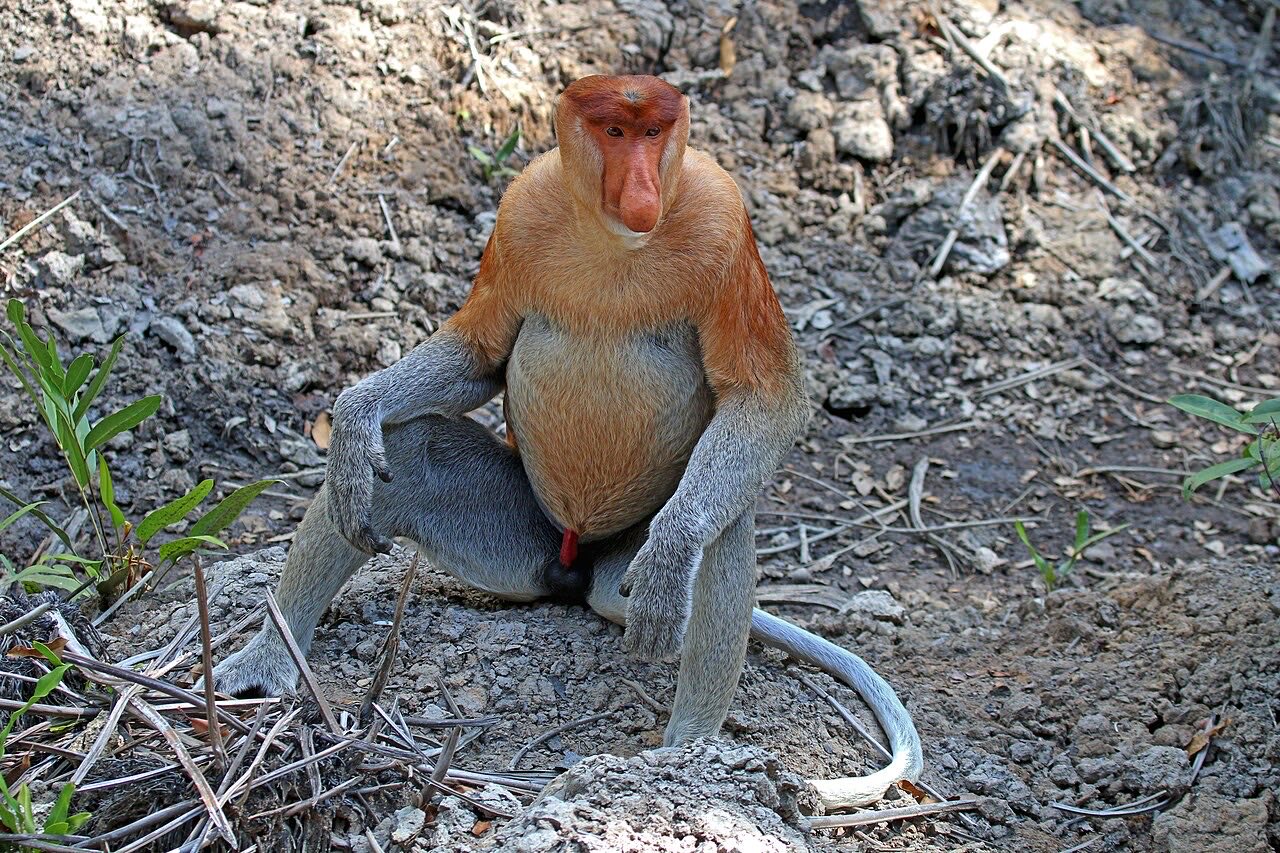 Male proboscis monkey sitting in a tree at Labuk Bay