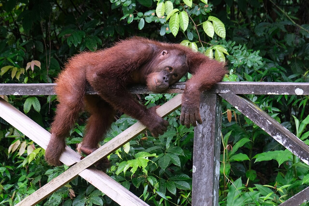 Young orangutan climbing at Sepilok Orangutan Rehabilitation Centre