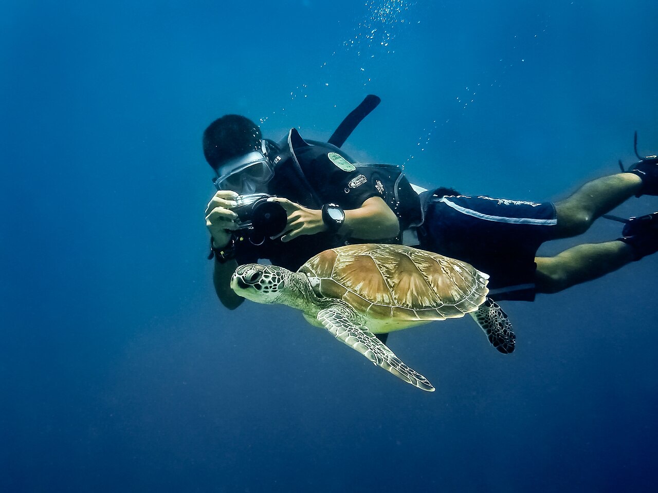 Diver photographing a green sea turtle on a coral reef