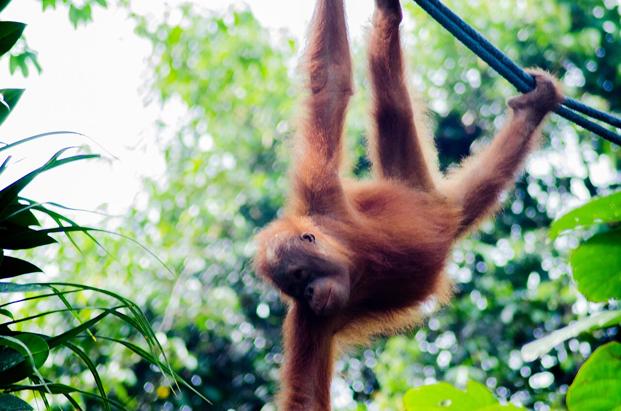 Orangutan swinging on a rope at Semenggoh Nature Reserve